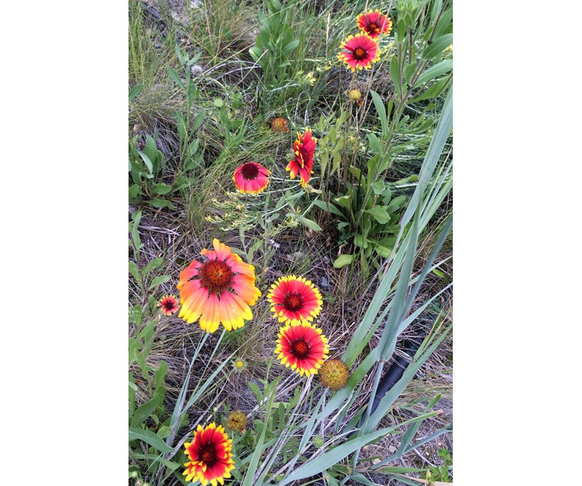 Common Gaillardia